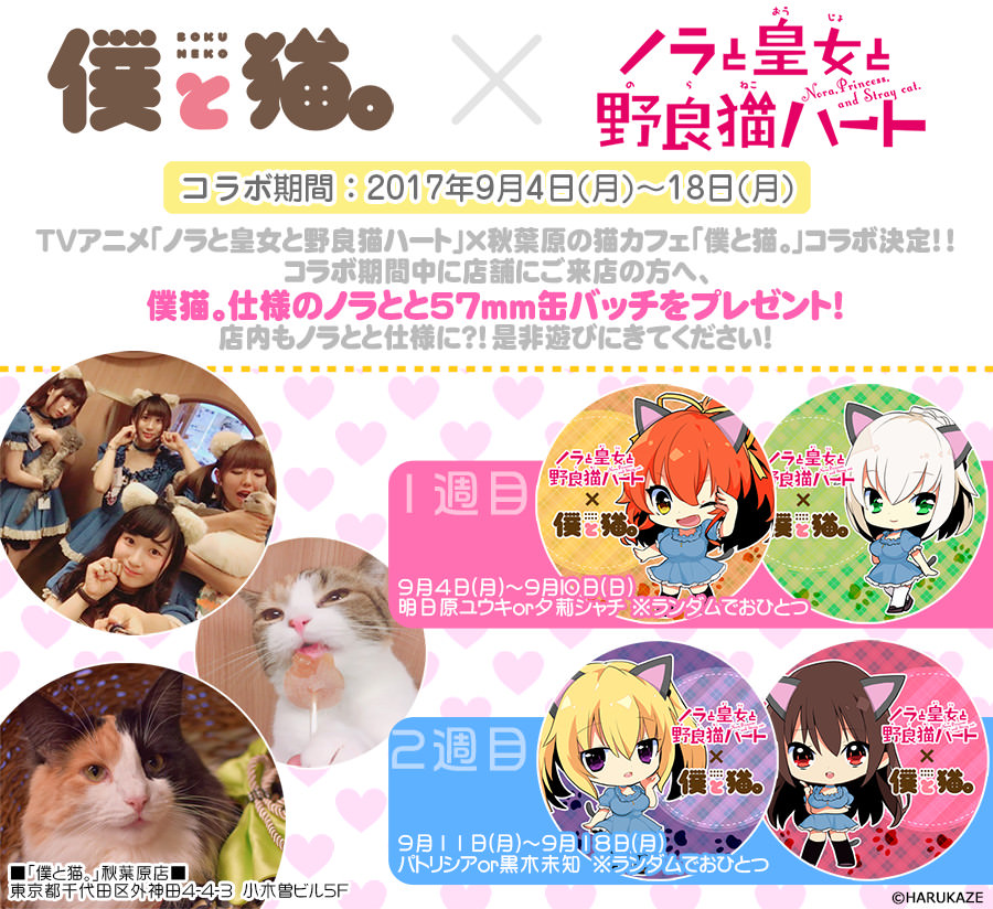 TVアニメ「ノラと皇女と野良猫ハート」×秋葉原の猫カフェ「僕と猫。」コラボ決定!!
